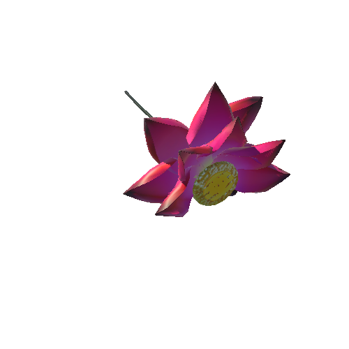 lotus flower 16